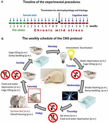 Long-Term Stress Disrupts the Structural and Functional Integrity of GABAergic Neuronal Networks in the Medial Prefrontal Cortex of Rats